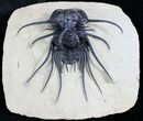 Killer Dicranurus Monstrosus Trilobite #27779-4